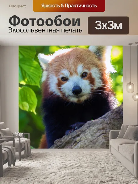 Фотообои Красная панда