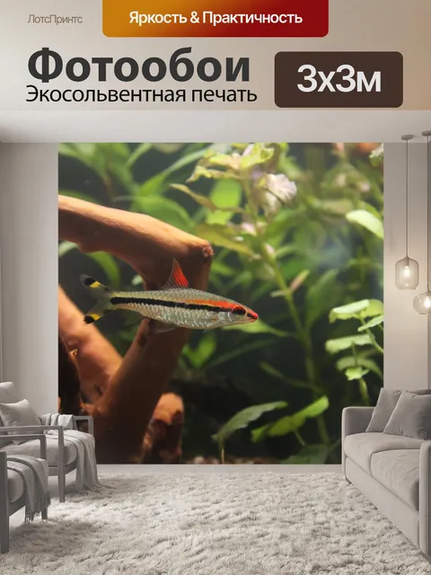Фотообои Мелок барбу