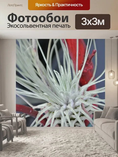 Фотообои Tillandsia fuchsii