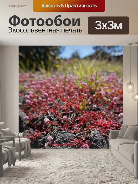 Фотообои Кона
