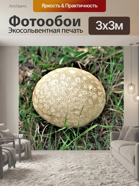 Фотообои Пуховый гриб крупным планом