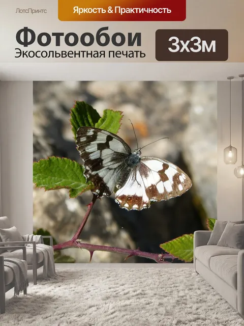 Фотообои Бабочка
