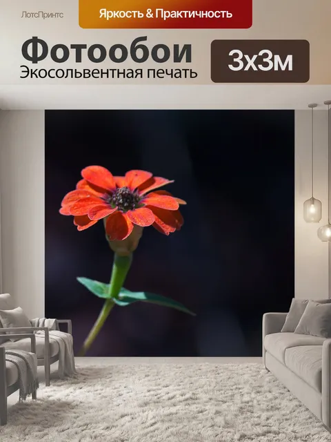 Фотообои дикий красный цветок циннии в природе