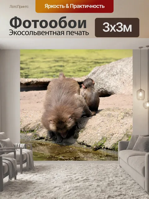 Фотообои Бабуин 2