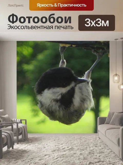 Фотообои Скалистый Chickadee