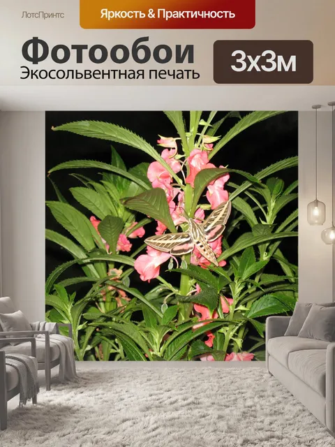Фотообои Колибри моли