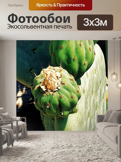 Фотообои Кактус опунции