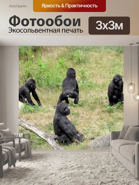 Фотообои Горилла