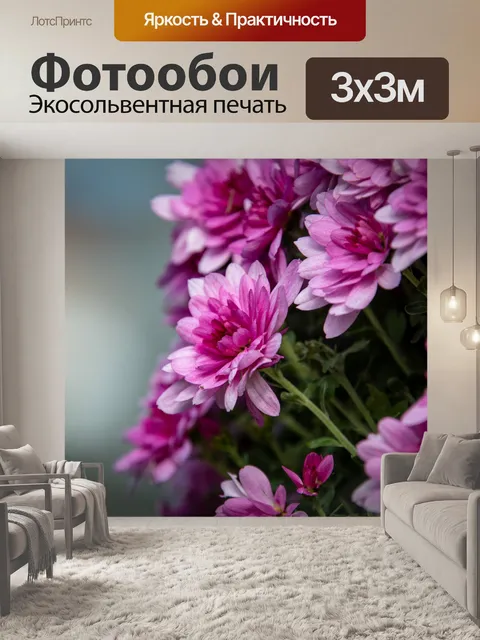 Фотообои Хризантемы, цветы