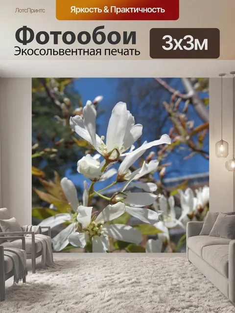 Фотообои Магнолия