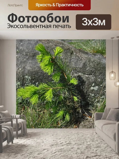 Фотообои Молодые еловые побеги