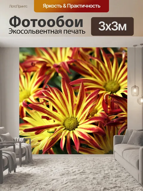 Фотообои Красные и желтые хризантемы