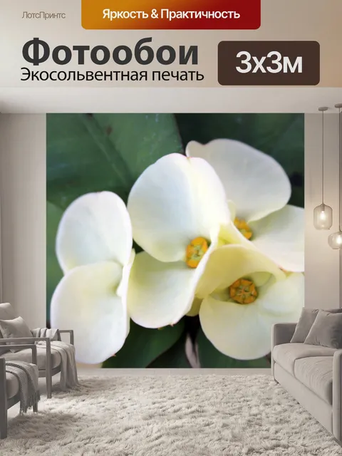 Фотообои белые цветы 4