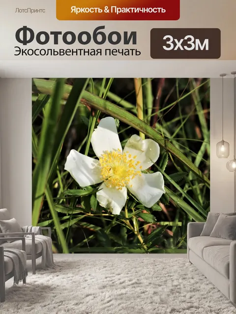 Фотообои Белая прерия Роза Уайлдфлауэр