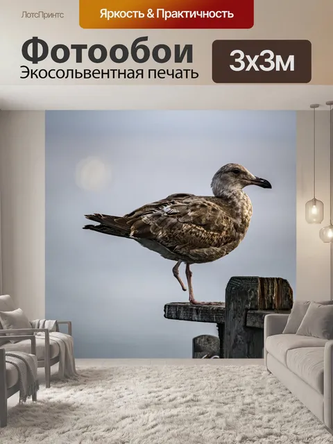 Фотообои чайка на одной ноге