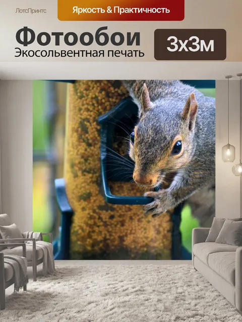Фотообои Белка у кормушки для птиц