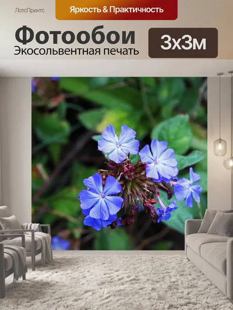 Фотообои цветы китайского свинца