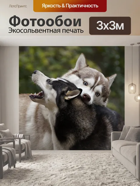 Фотообои Сибирский хаски