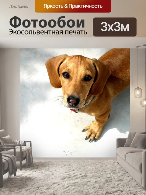 Фотообои Такса