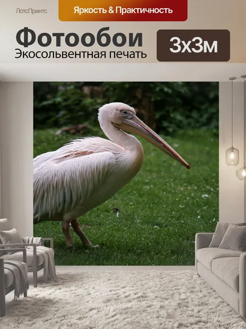 Фотообои Пеликан