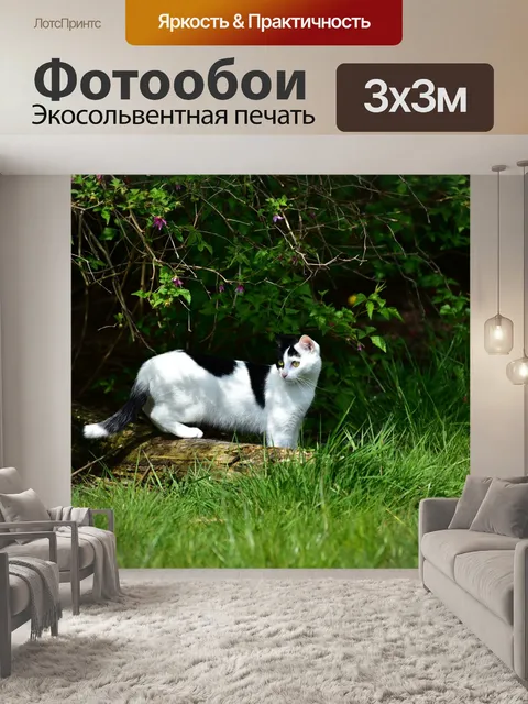 Фотообои Кот