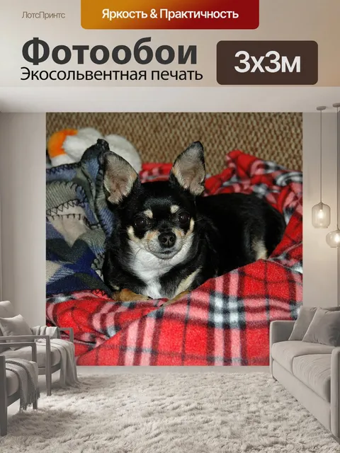 Фотообои Чихуахуа Собака профиля