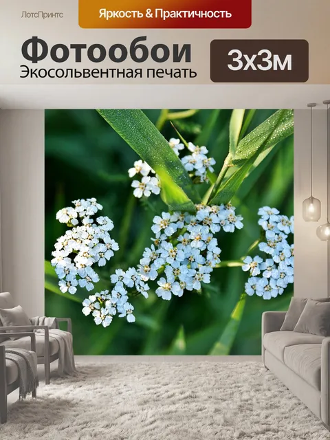 Фотообои Роса