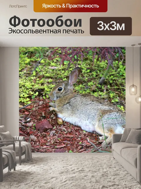 Фотообои Расслабление кролика