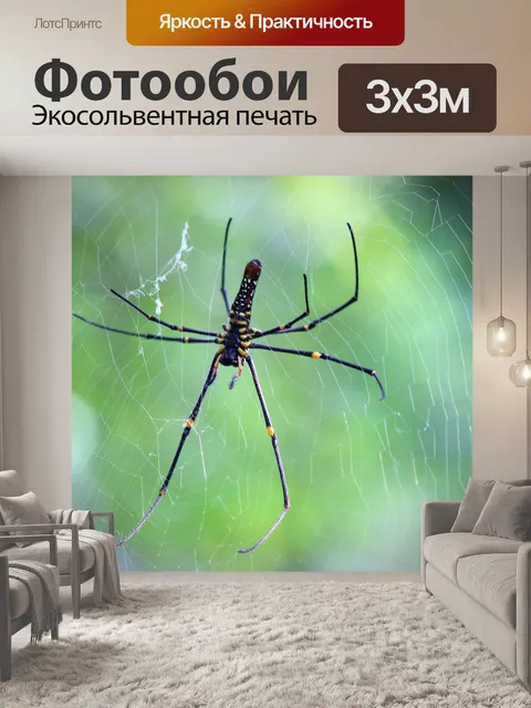 Фотообои Паук