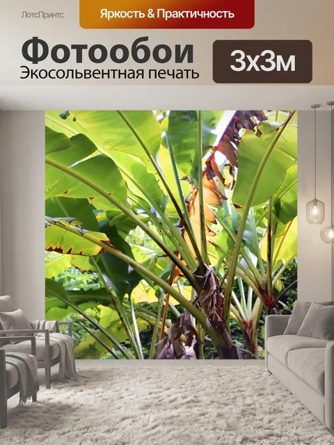 Фотообои Пальма