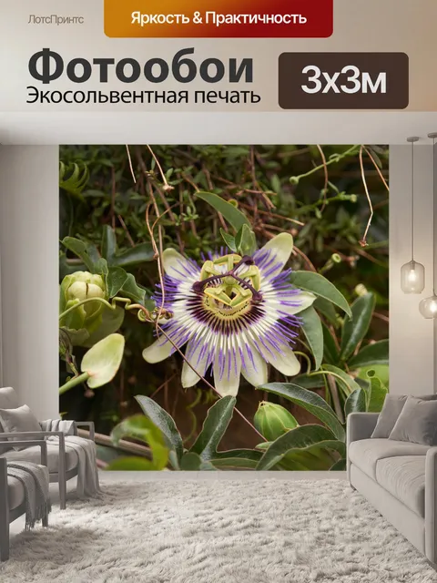 Фотообои Пассифлора лекарственное растение
