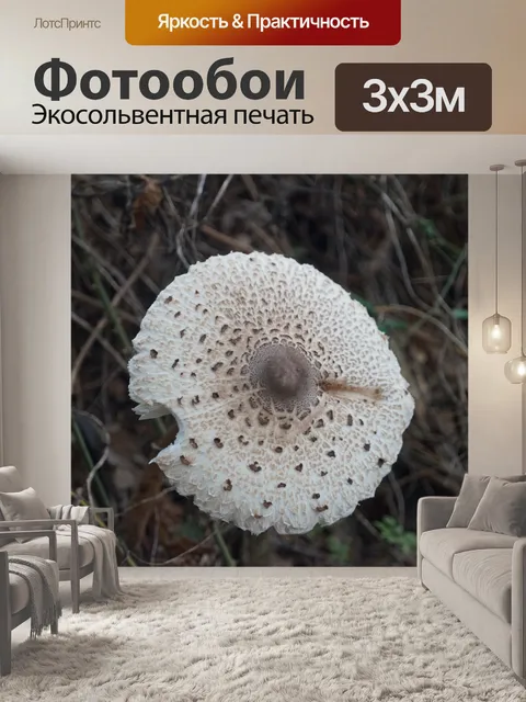 Фотообои Лепиот, осенний гриб