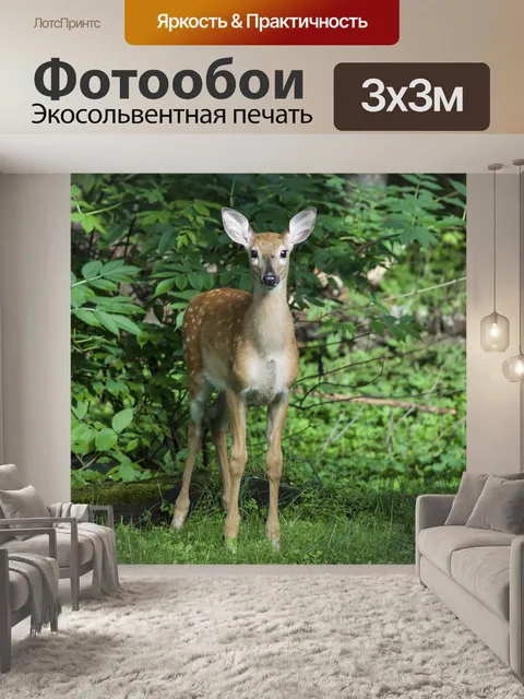 Фотообои Косуля