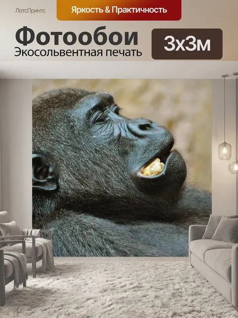 Фотообои Обезьяна
