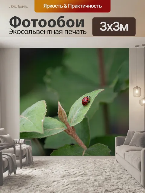 Фотообои Жук, божья коровка