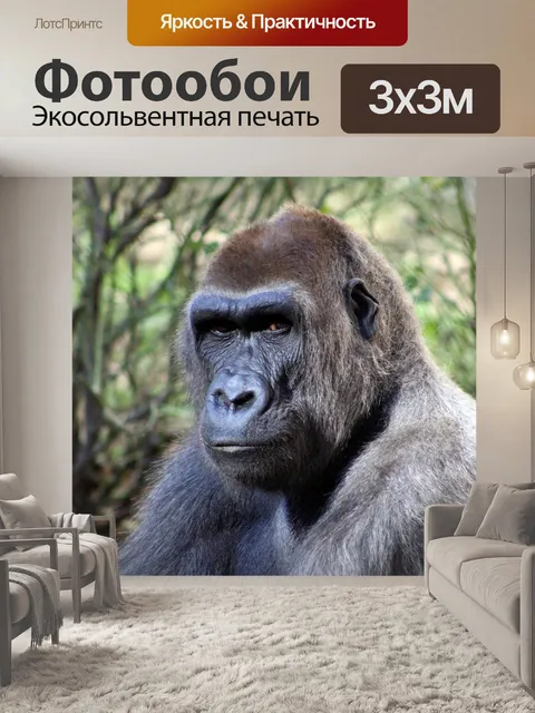 Фотообои Горилла