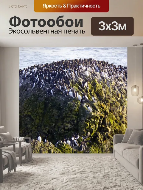 Фотообои Бакланы на Rock