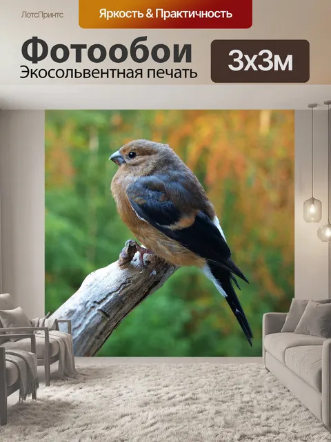 Фотообои Снегирь