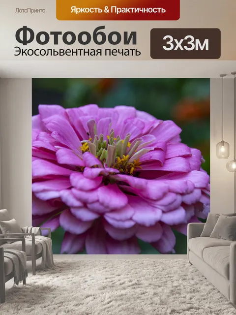 Фотообои Цинния цветок