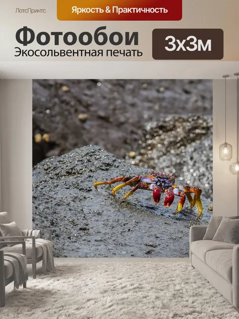 Фотообои Красный краб скалы