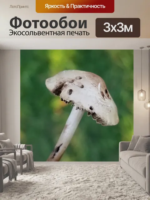 Фотообои Гриб