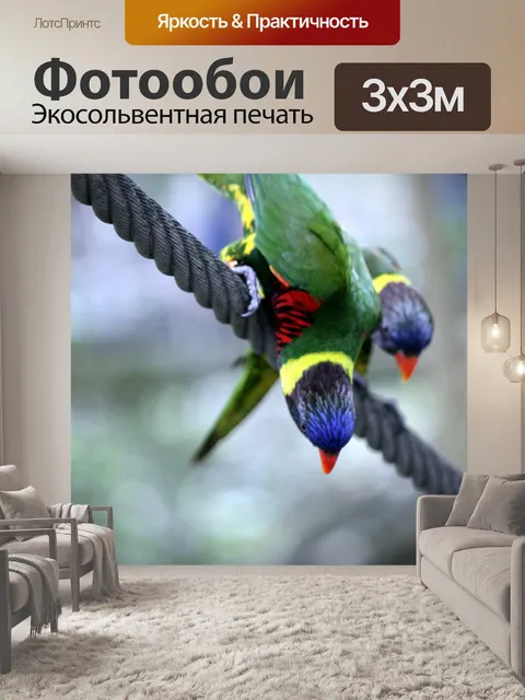 Фотообои Тигр попугай глядя вниз