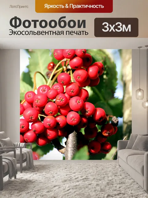 Фотообои Рябина