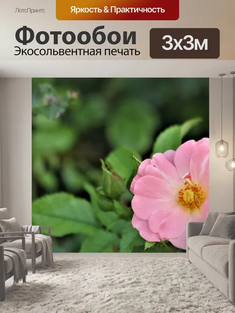 Фотообои Светло-розовая роза