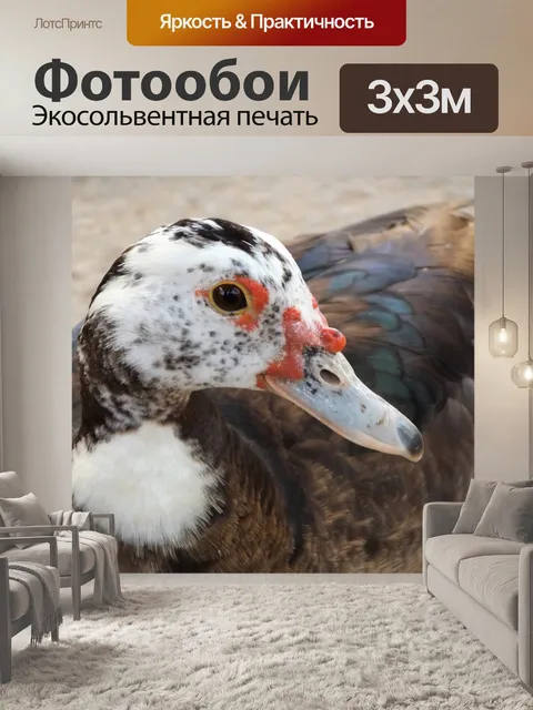 Фотообои Утки