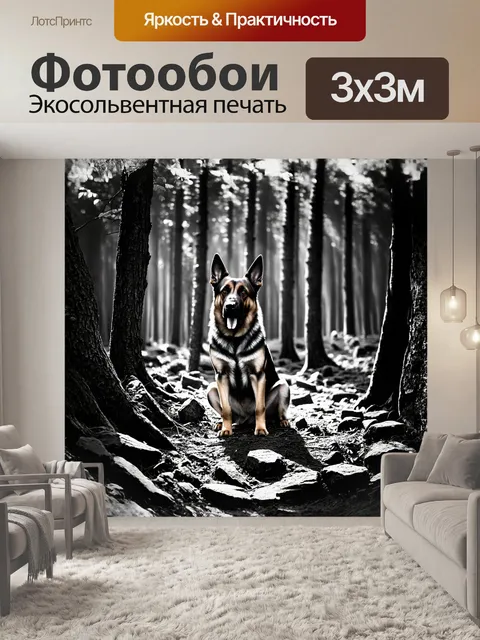 Фотообои грозная немецкая овчарка, присевшая на каменистой земле в старом лесу, где лучи света пробиваются через листву