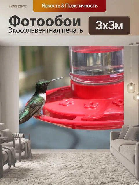 Фотообои Колибри