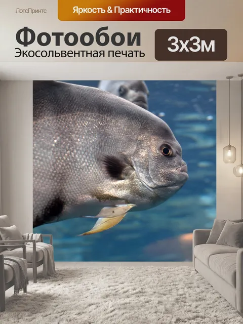 Фотообои Атлантический Spadefish Up Close