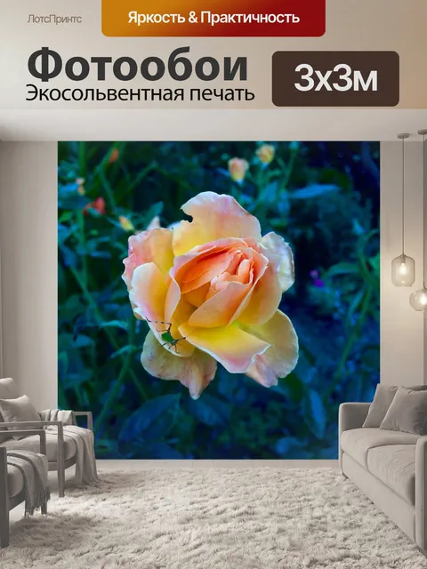 Фотообои Персиковая роза