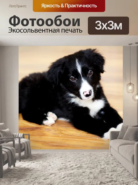 Фотообои Бордер-колли